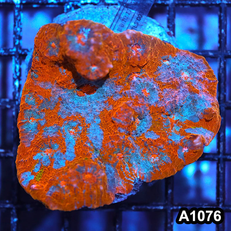 Item#A1076IN1076(M) WYSIWYG Indo Cultured Rainbow Chalice Colony