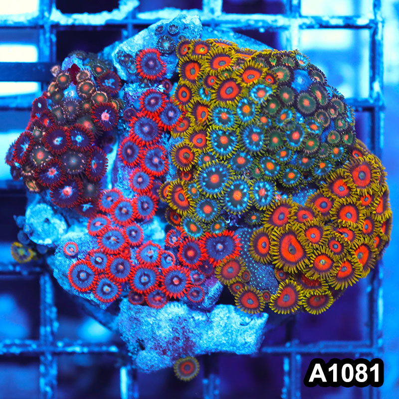 Item#A1081IN1081(M) WYSIWYG Ultra Mixed Zoanthid Combo