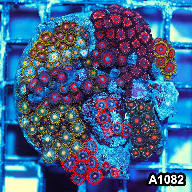 Item#A1082IN1082(M) WYSIWYG Ultra Mixed Zoanthid Combo