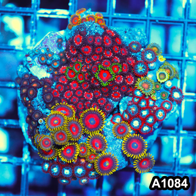 Item#A1084IN1084(M) WYSIWYG Ultra Mixed Zoanthid Combo