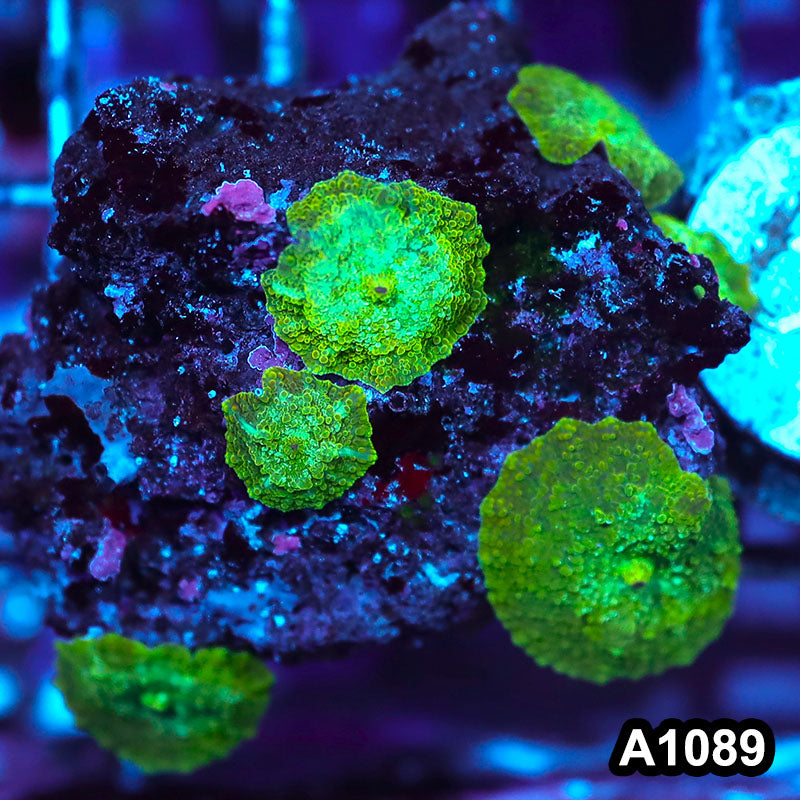 Item#A1089IN1089(S) WYSIWYG Indo Ultra Unique Discosoma Mushroom Mini Colony