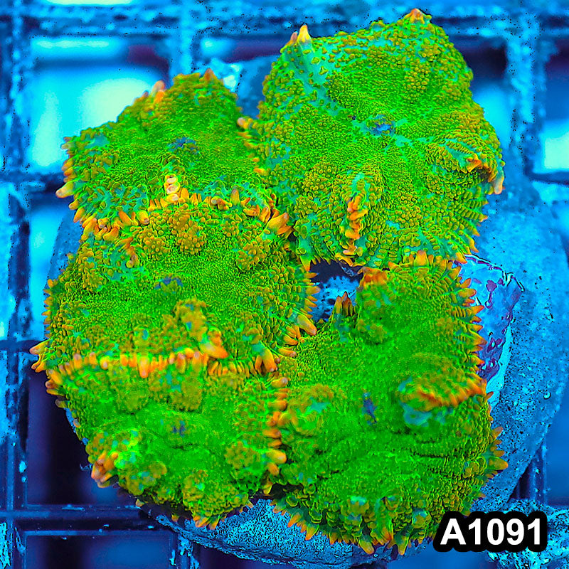 Item#A1091IN1091(M) WYSIWYG indo Cultured Tequila Sunrise Rhodactis Mushroom Colony