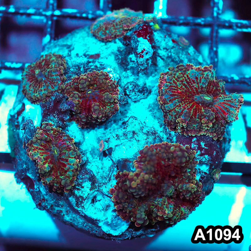 Item#A1094IN1094(M) WYSIWYG Indo Cultured Ultra Ricordea Yuma Mushroom Colony