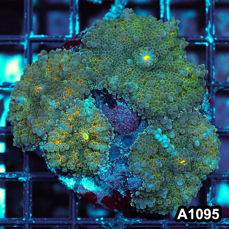 Item#A1095IN1095(M) WYSIWYG Indo Cultured Ultra Ricordea Yuma Mushroom Colony