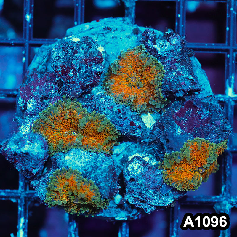 Item#A1096IN1096(M) WYSIWYG Indo Cultured ultra Orange Ricordea Yuma Mushroom Colony