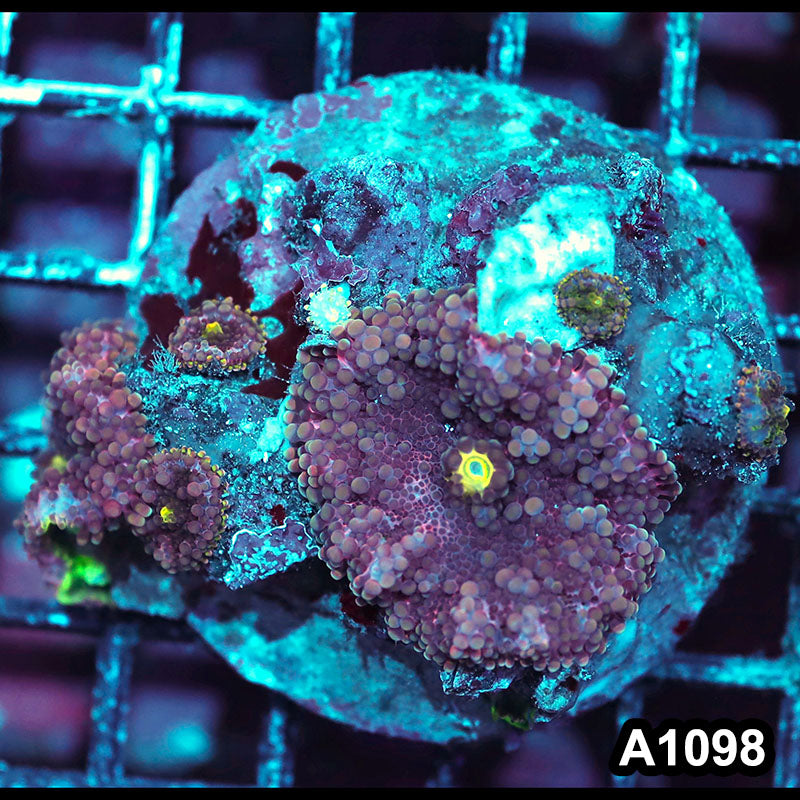 Item#A1098IN1098(M) WYSIWYG Indo Cultured Ultra Ricordea Yuma Mushroom Colony