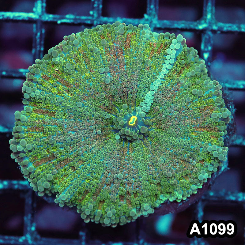 Item#A1099IN1099(M) WYSIWYG Indo Cultured Ultra Unique Large Ricordea Yuma Mushroom