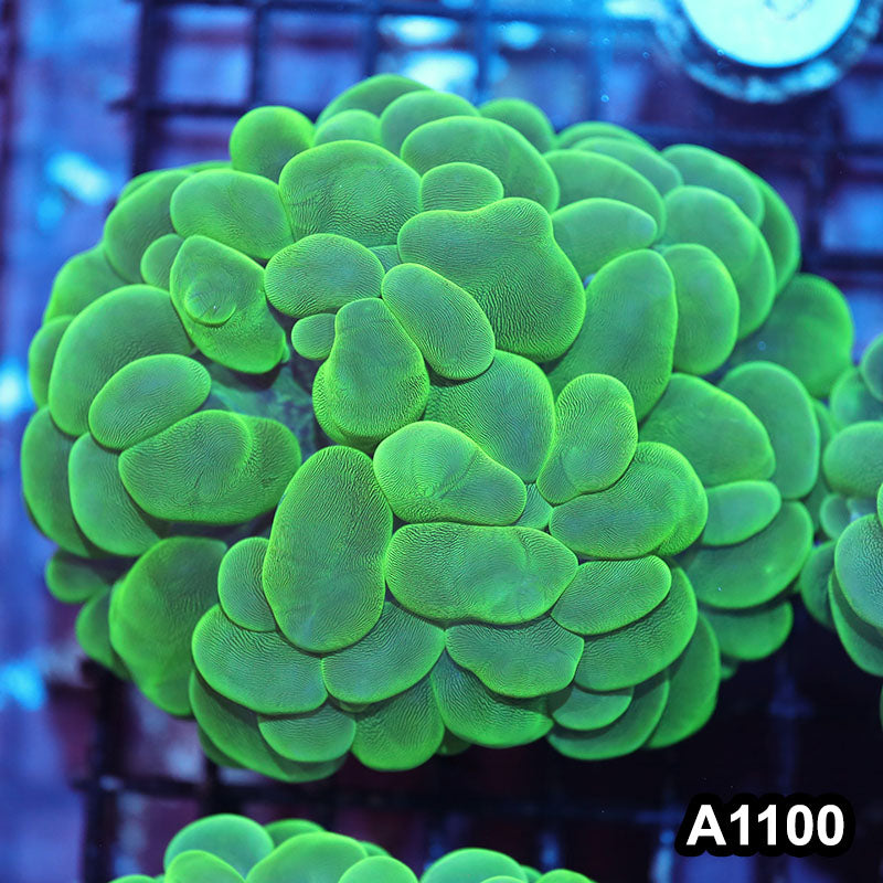 Item#A1100IN1100(M) WYSIWYG Indo Cultured Ultra Bubble Coral