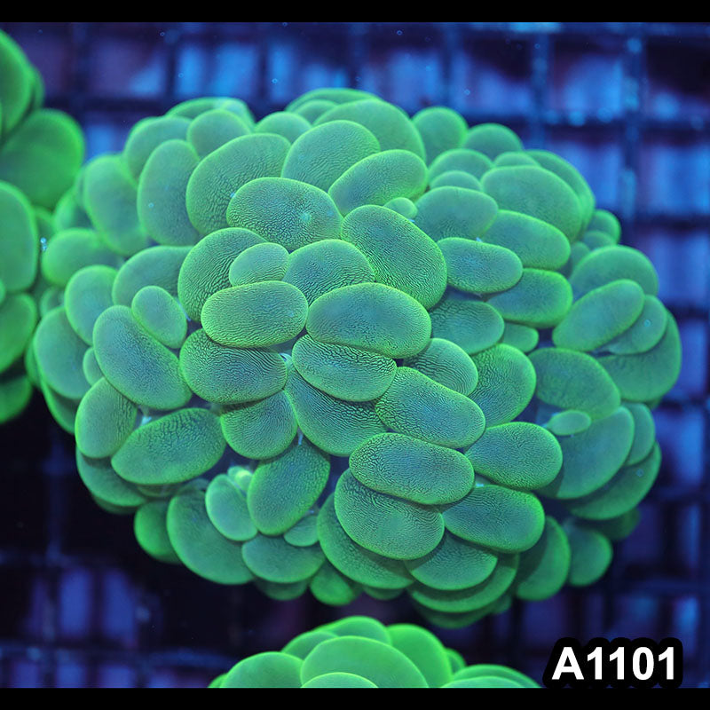 Item#A1101IN1101(M) WYSIWYG Indo Cultured Ultra Bubble Coral