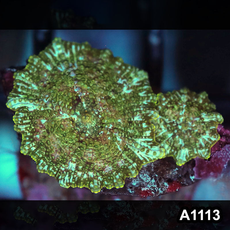 Item#A1113IN1113(S) WYSIWYG Indo Ultra Unique Discosoma Mushrooms