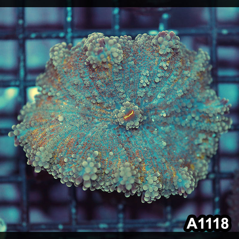 Item#A1118IN1118(M) WYSIWYG Indo Ultra Unique Large Ricordea Yuma Mushroom
