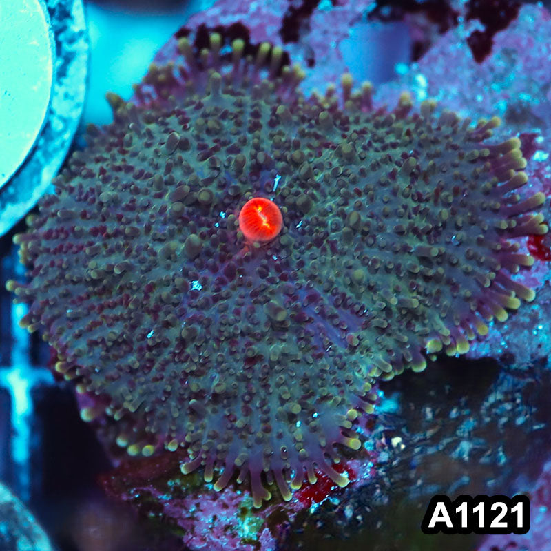 Item#A1121IN1121(S) WYSIWYG Vietnam Ultra Ricordea Yuma Mushroom