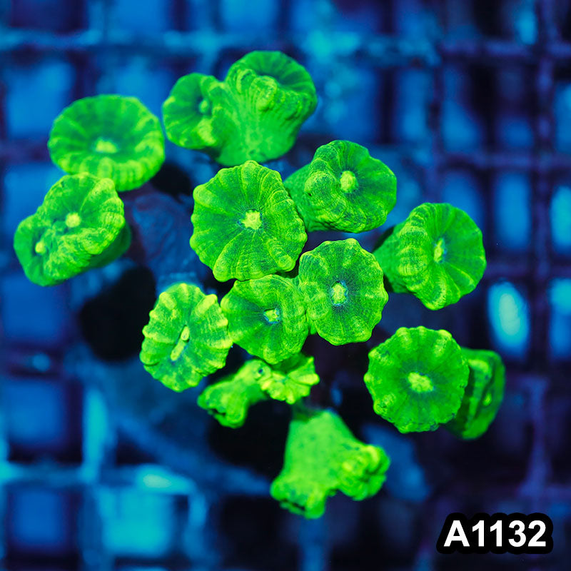 Item#A1132IN1132(M) WYSIWYG Indo Cultured Kryptonite Candy Cane Colony