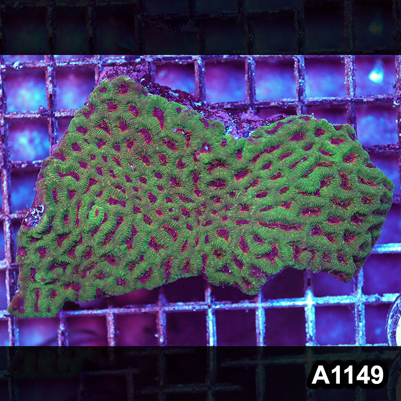 Item#A1149IN1149(M) WYSIWYG Aussie Ultra Maze Brain Colony