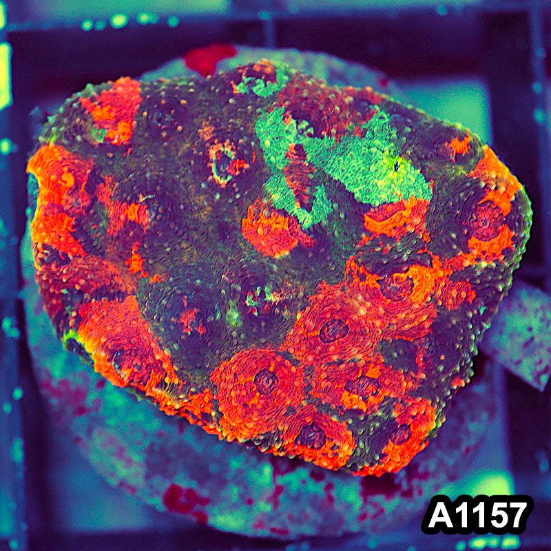 Item#A1157IN1157(M) WYSIWYG Indo Cultured Rainbow Acanthastrea Echinata Colony