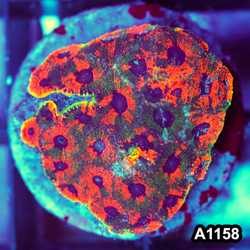 Item#A1158IN1158(M) WYSIWYG Indo Cultured Rainbow Acanthastrea Echinata Colony
