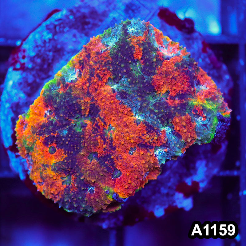 Item#A1159IN1159(M) WYSIWYG Indo Cultured Rainbow Acanthastrea Echinata Colony