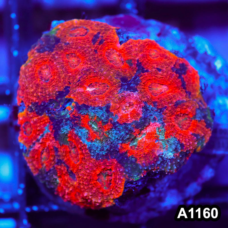 Item#A1160IN1160(M) WYSIWYG Indo Cultured Rainbow Acanthastrea Echinata Colony