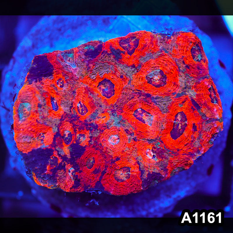 Item#A1161IN1161(M) WYSIWYG Indo Cultured Rainbow Acanthastrea Echinata Colony