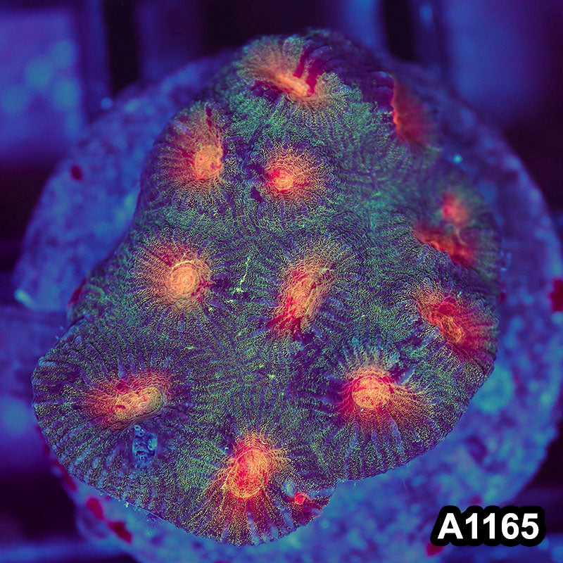 Item#A1165IN1165(M) WYSIWYG Indo Cultured Ultra Favia Colony