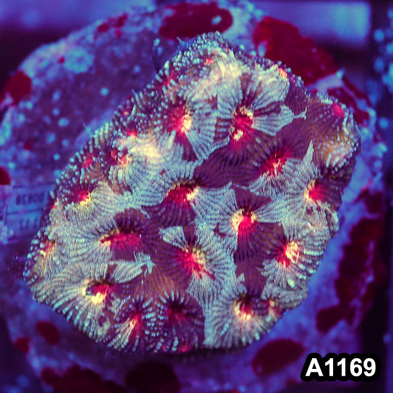 Item#A1169IN1169(M) WYSIWYG Indo Cultured Ultra Favia Colony