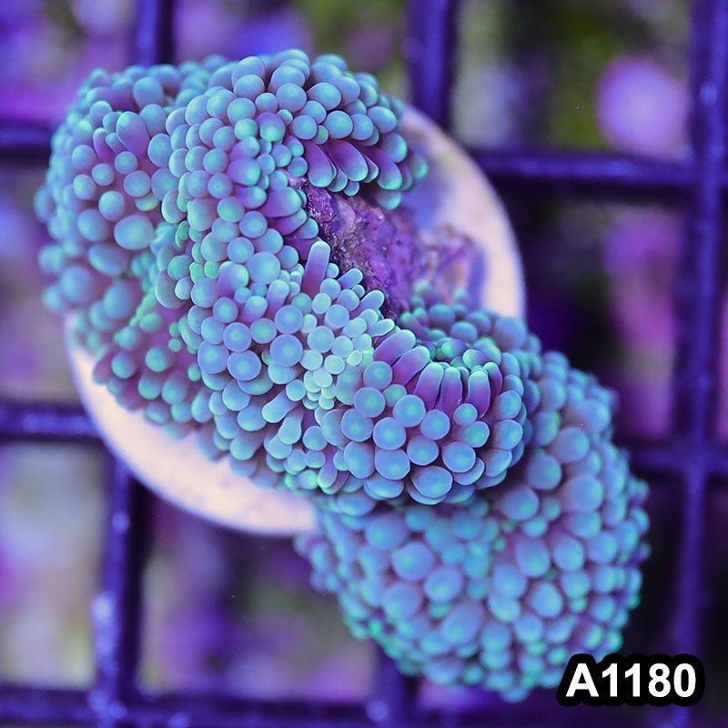 Item#A1180SP1180(S) WYSIWYG Florida Ultra Blue Ricordea Mushroom