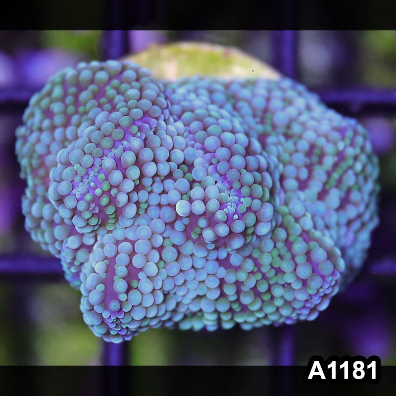 Item#A1181SP1181(S) WYSIWYG Florida Ultra Blue Ricordea Mushroom