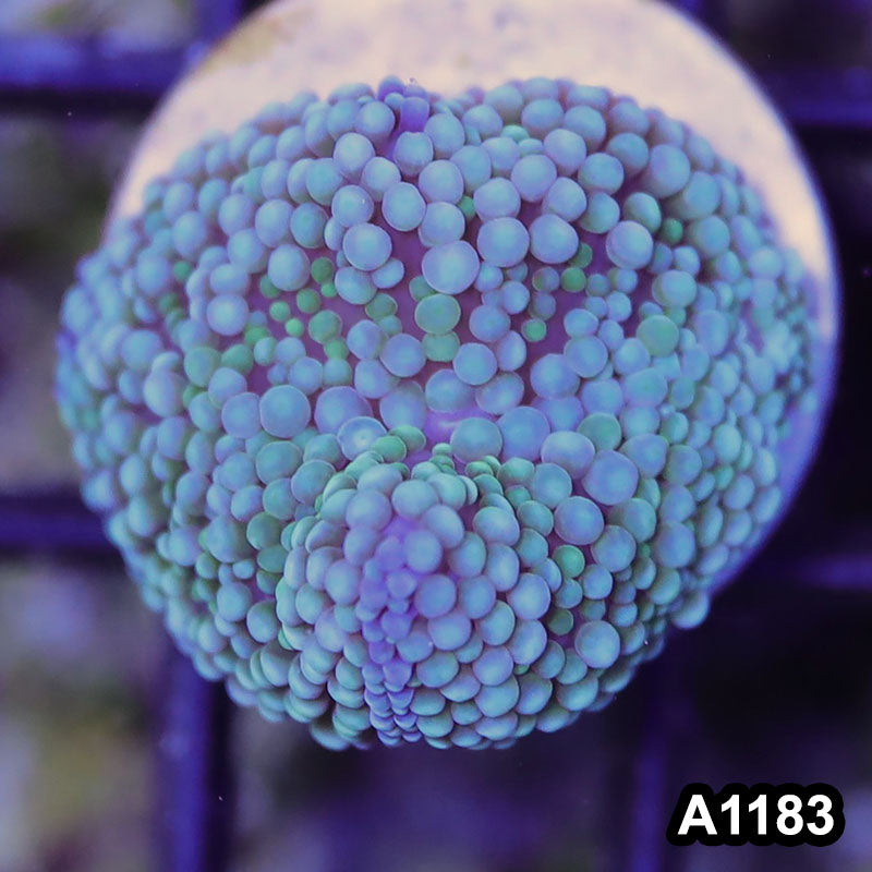 Item#A1183SP1183(S) WYSIWYG Florida Ultra Blue Ricordea Mushroom