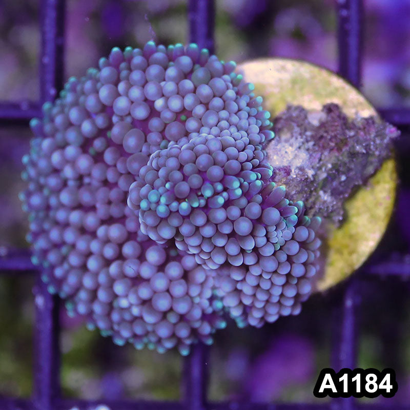 Item#A1184SP1184(S) WYSIWYG Florida Ultra Ricordea Mushroom