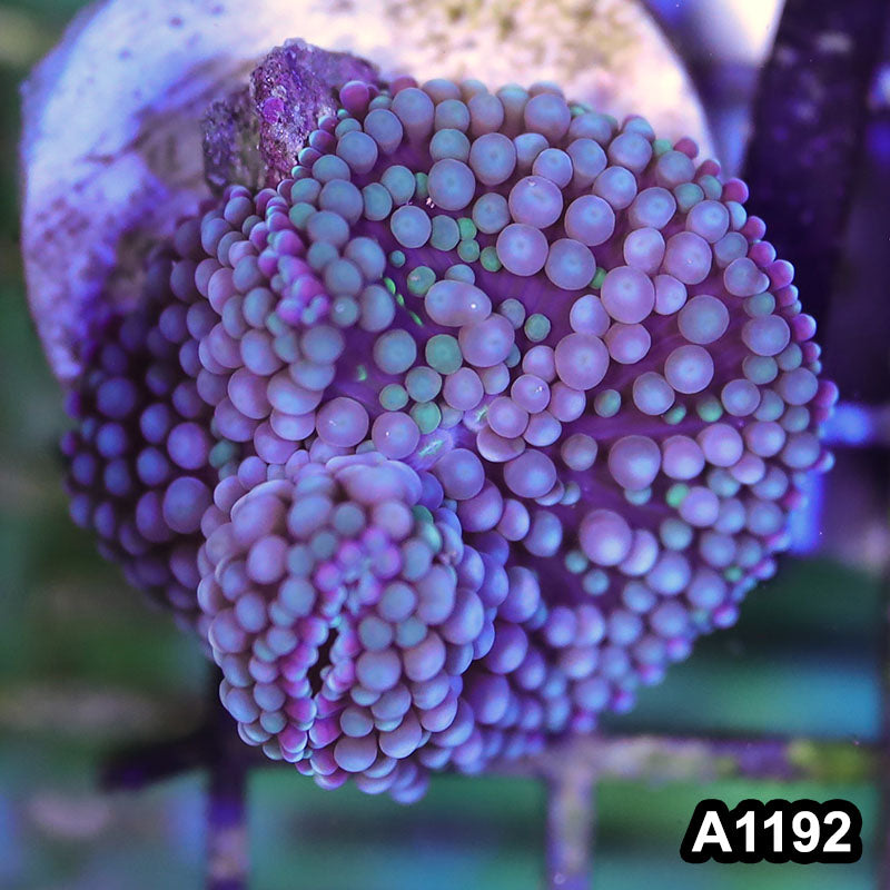 Item#A1192SP1192(S) WYSIWYG Florida Ultra Ricordea Mushroom