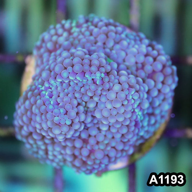 Item#A1193SP1193(S) WYSIWYG Florida Ultra Blue Ricordea Mushroom