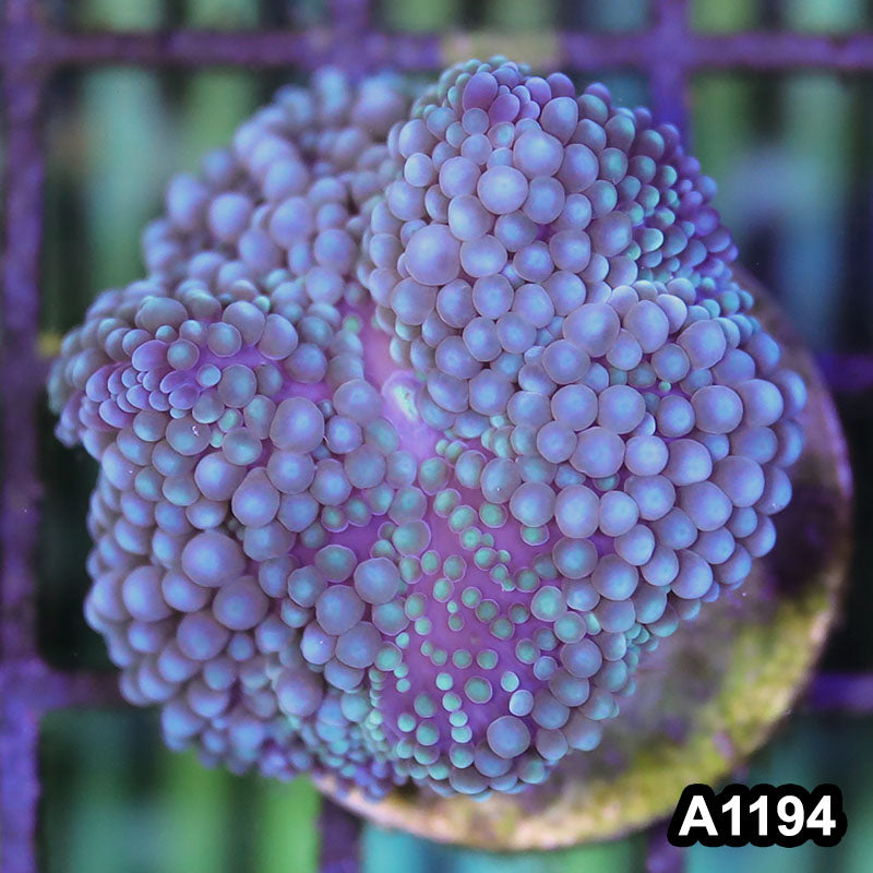 Item#A1194SP1194(S) WYSIWYG Florida Ultra Blue Ricordea Mushroom