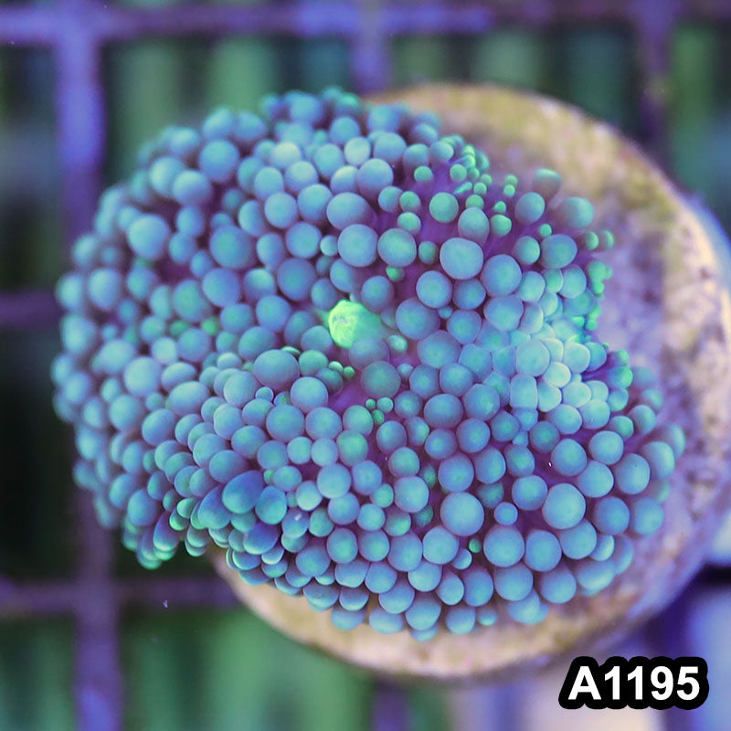 Item#A1195SP1195(S) WYSIWYG Florida Ultra Blue Ricordea Mushroom