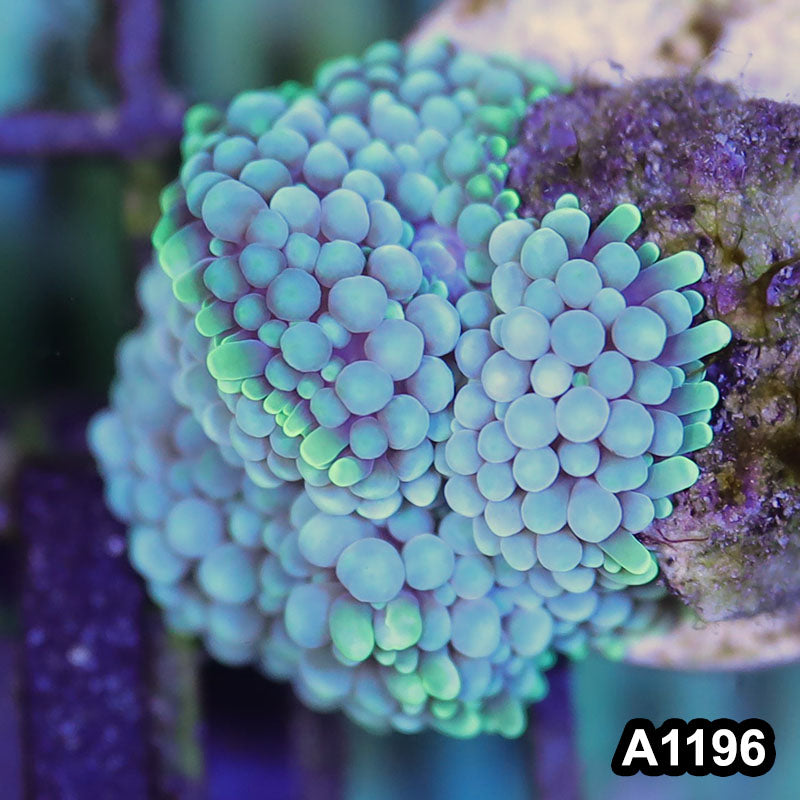 Item#A1196SP1196(S) WYSIWYG Florida Ultra Ricordea Mushroom