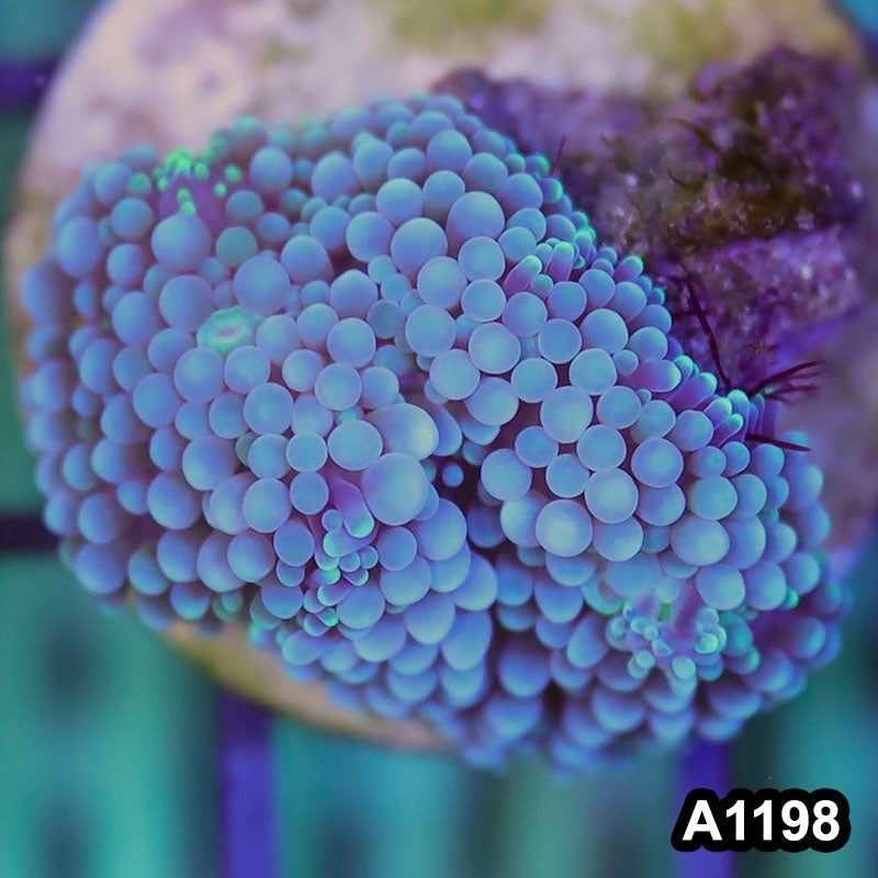 Item#A1198SP1198(S) WYSIWYG Florida Ultra Blue Ricordea Mushroom