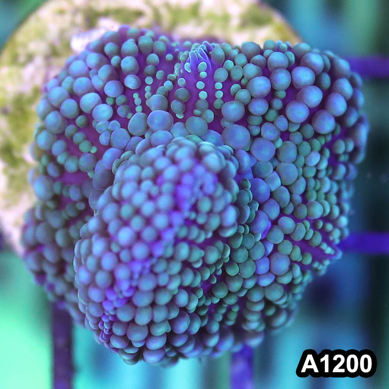 Item#A1200SP1200(S) WYSIWYG Florida Ultra Ricordea Mushroom