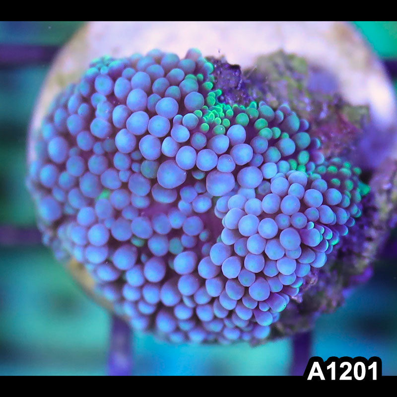 Item#A1201SP1201(S) WYSIWYG Florida Ultra Blue Ricordea Mushroom