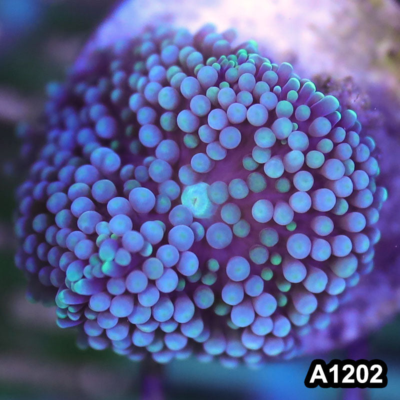 Item#A1202SP1202(S) WYSIWYG Florida Ultra Blue Ricordea Mushroom