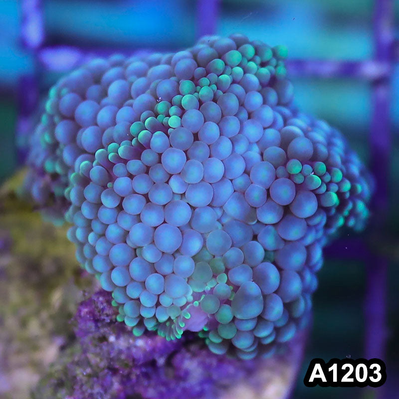 Item#A1203SP1203(S) WYSIWYG Florida Ultra Blue Ricordea Mushroom