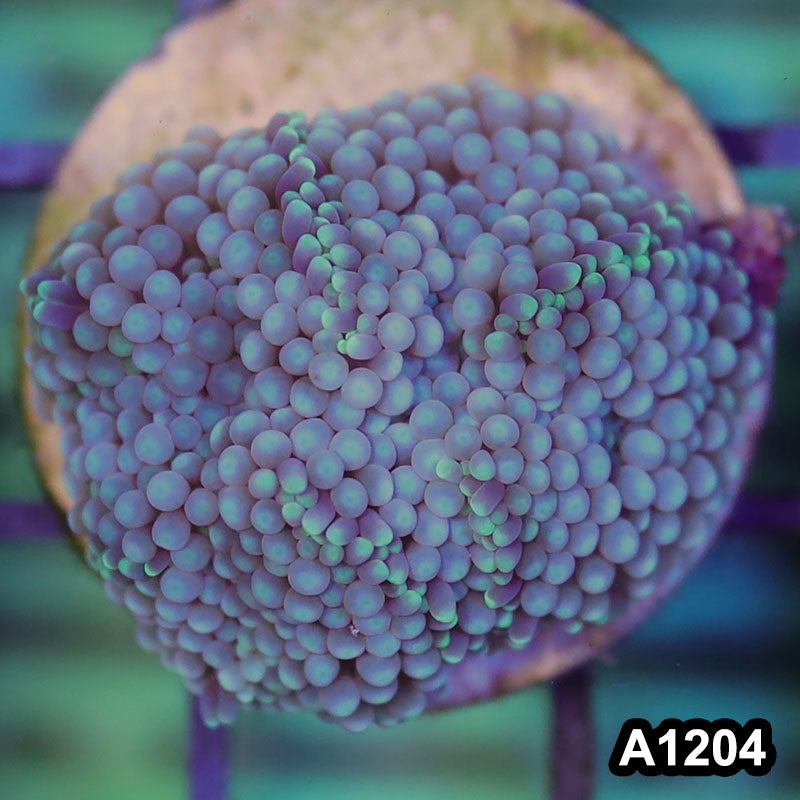 Item#A1204SP1204(S) WYSIWYG Florida Ultra Ricordea Mushroom