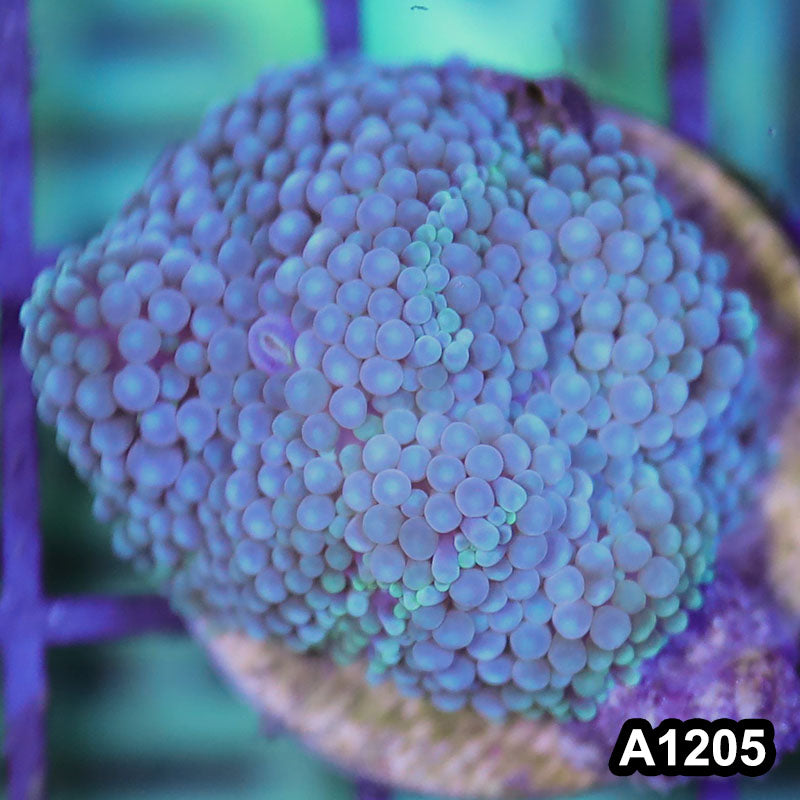 Item#A1205SP1205(S) WYSIWYG Florida Ultra Blue Ricordea Mushroom