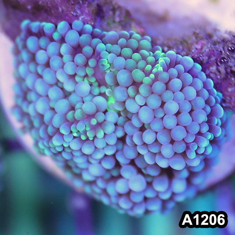 Item#A1206SP1206(S) WYSIWYG Florida Ultra Blue Ricordea Mushroom