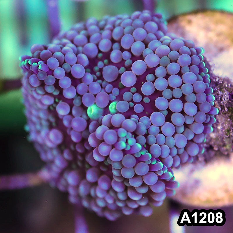 Item#A1208SP1208(S) WYSIWYG Florida Ultra Blue Ricordea Mushroom