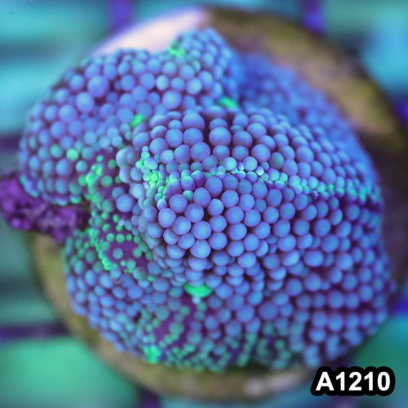 Item#A1210SP1210(S) WYSIWYG Florida Ultra Blue Ricordea Mushroom