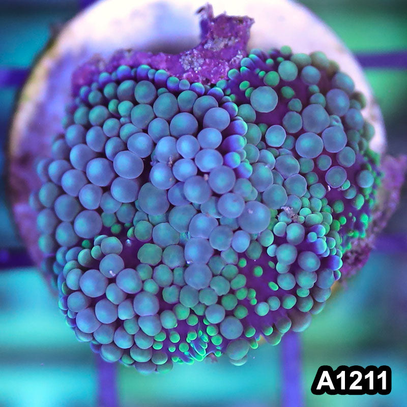 Item#A1211SP1211(S) WYSIWYG Florida Ultra Blue Ricordea Mushroom