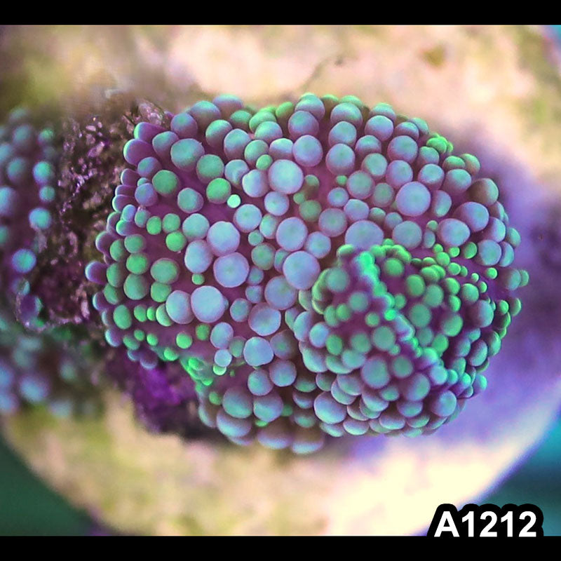 Item#A1212SP1212(S) WYSIWYG Florida Ultra Ricordea Mushroom