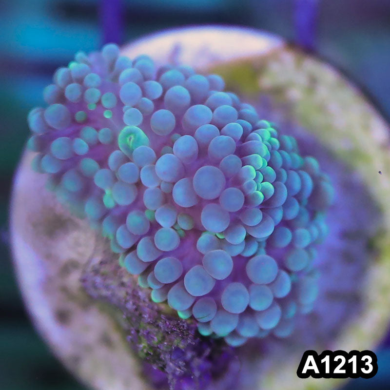 Item#A1213SP1213(S) WYSIWYG Florida Ultra Blue Ricordea Mushroom