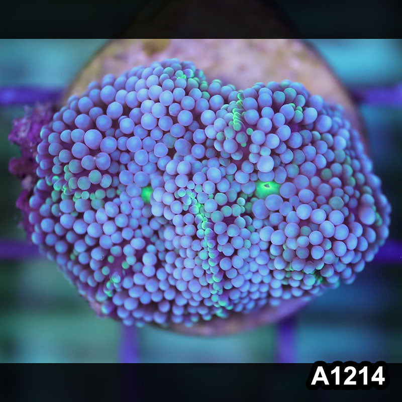 Item#A1214SP1214(S) WYSIWYG Florida Ultra Blue Ricordea Mushroom