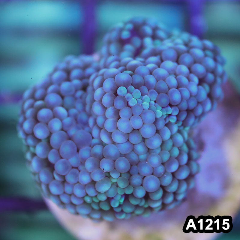 Item#A1215SP1215(S) WYSIWYG Florida Ultra Blue Ricordea Mushroom