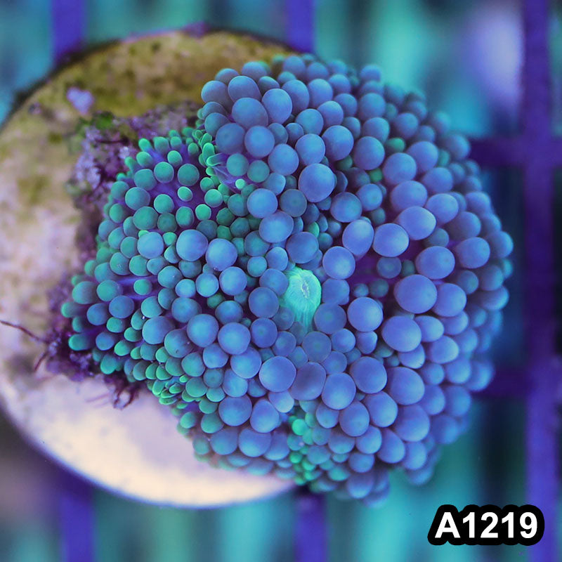 Item#A1219SP1219(S) WYSIWYG Florida Ultra Blue Ricordea Mushroom